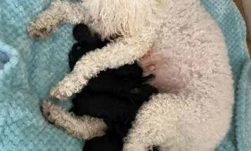 Miniature Poodle