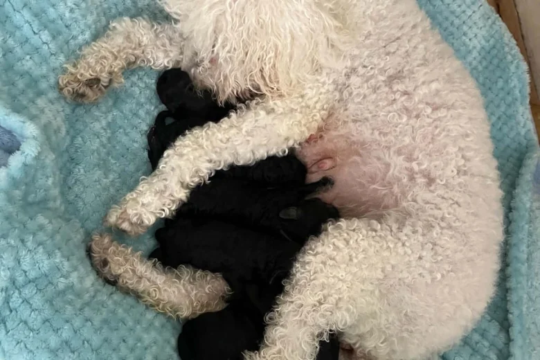 Miniature Poodle