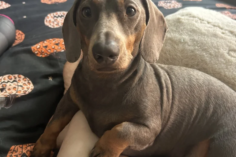 Mixed Breed