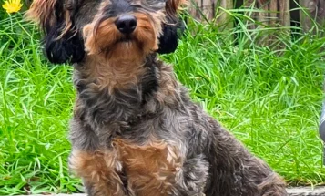 Mixed Breed