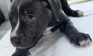 Mixed Breed