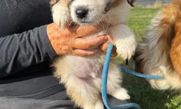 Mixed Breed