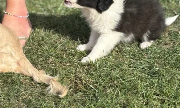 Mixed Breed