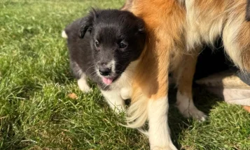 Mixed Breed