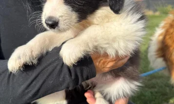 Mixed Breed