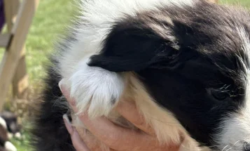Mixed Breed