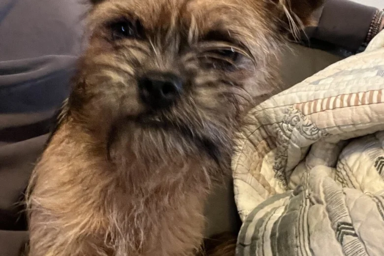 Mixed Breed