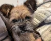 Mixed Breed