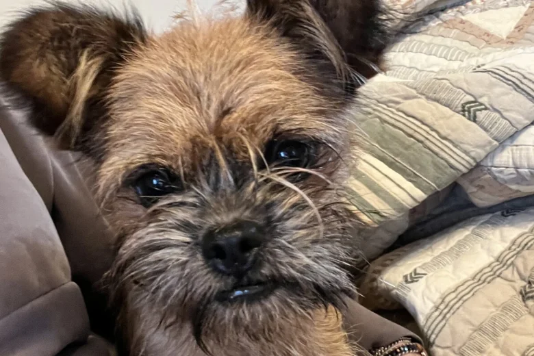 Mixed Breed