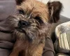 Mixed Breed