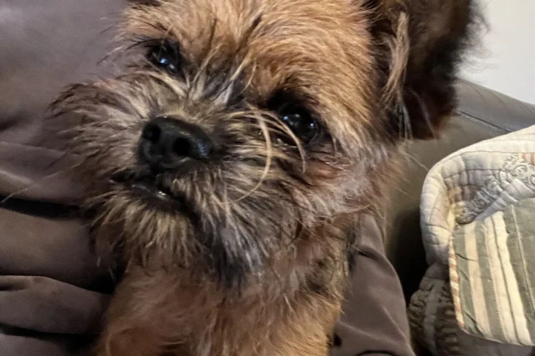 Mixed Breed