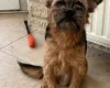 Mixed Breed