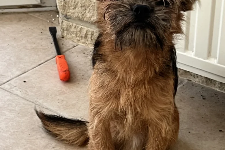 Mixed Breed
