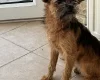 Mixed Breed