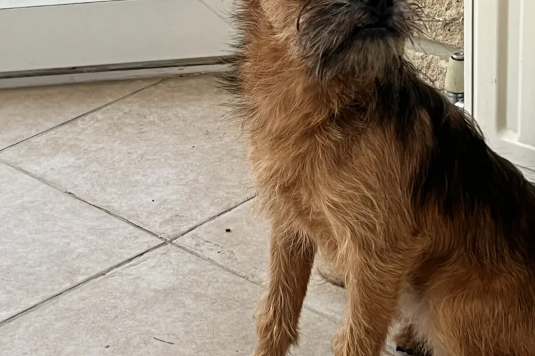 Mixed Breed