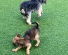 Mixed Breed
