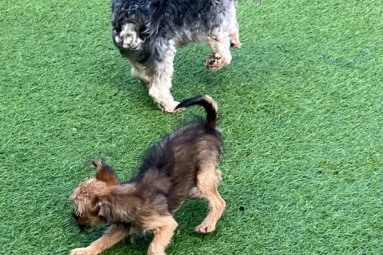 Mixed Breed