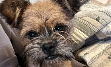 Mixed Breed