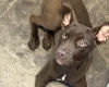 Mixed Breed