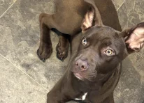 Puppy 1