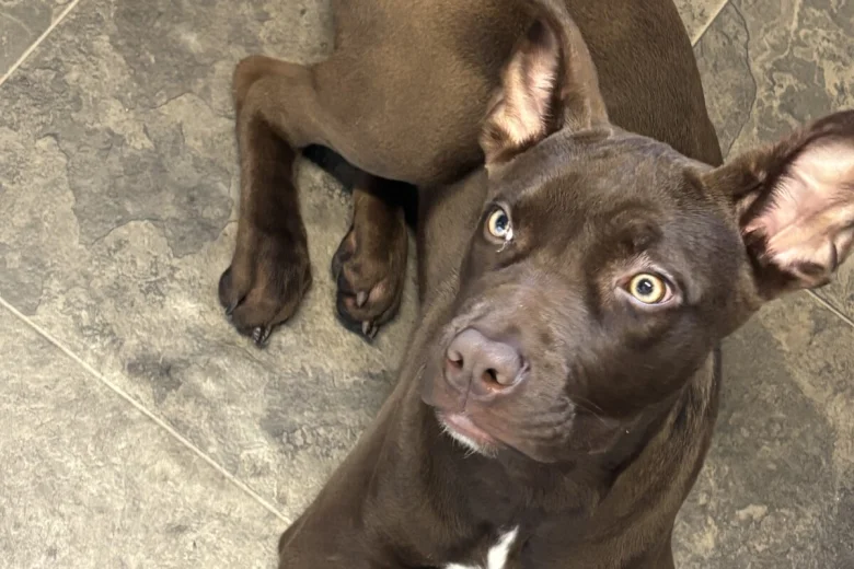 Mixed Breed