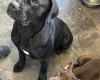 Mixed Breed