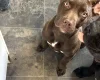 Mixed Breed