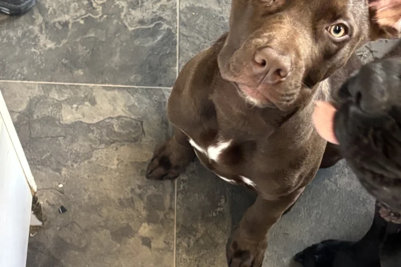 Mixed Breed