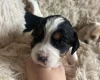 Mixed Breed