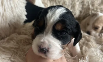Mixed Breed
