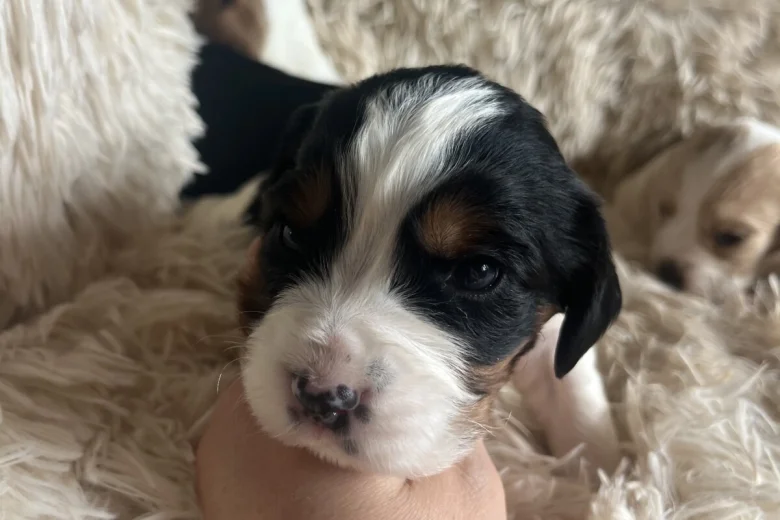 Mixed Breed