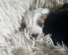 Mixed Breed