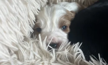Mixed Breed