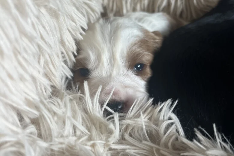 Mixed Breed