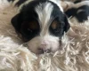 Mixed Breed