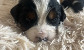 Mixed Breed
