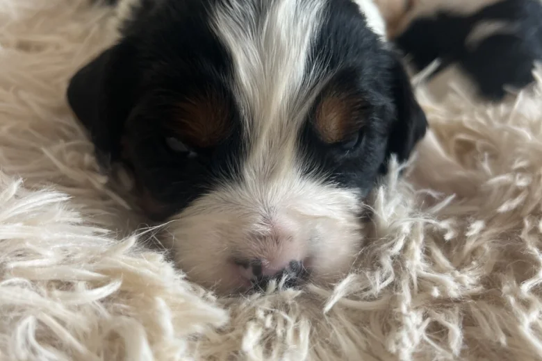 Mixed Breed