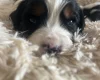 Mixed Breed