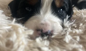 Mixed Breed