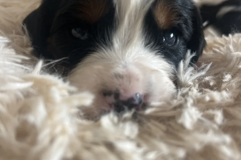 Mixed Breed