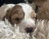 Mixed Breed