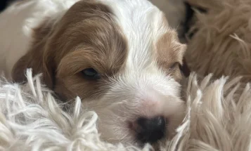 Mixed Breed