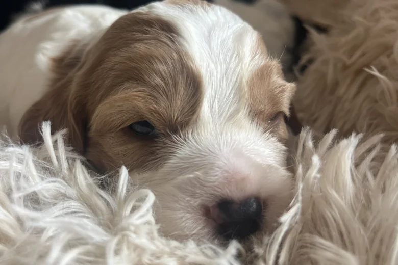 Mixed Breed