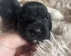 Mixed Breed