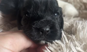 Mixed Breed