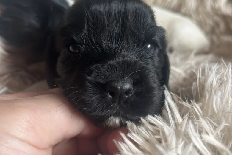 Mixed Breed