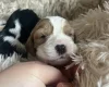 Mixed Breed