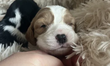 Mixed Breed
