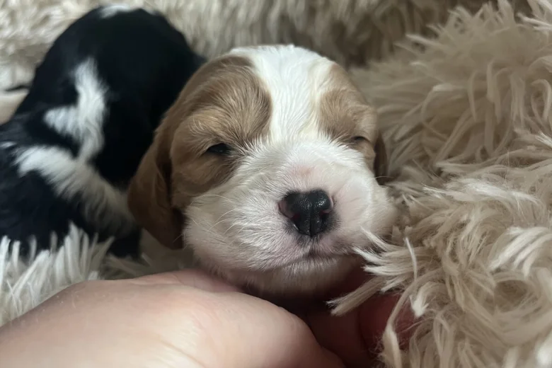 Mixed Breed
