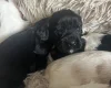 Mixed Breed